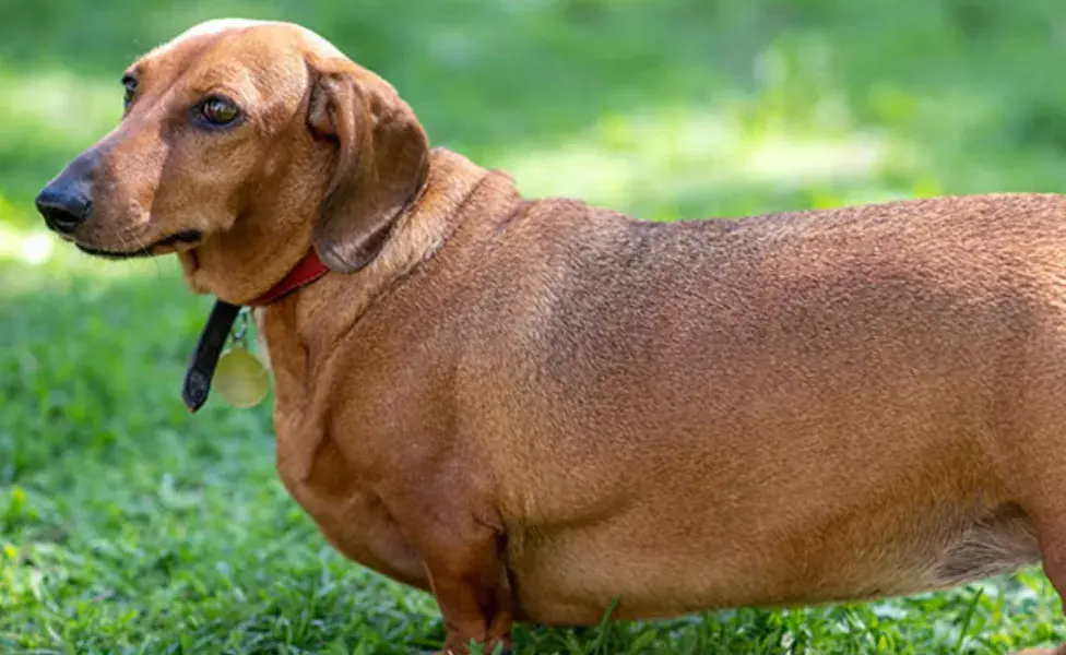 Los Dachshunds tienen un cuerpo alargado y una tendencia a ser menos activos.