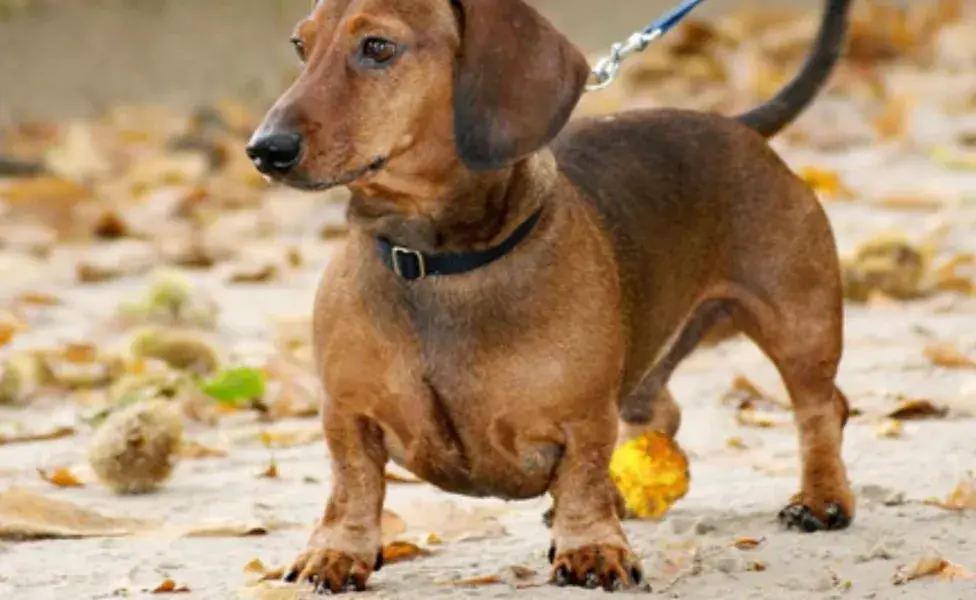 el Dachshund, sin importar su tipo de pelaje, requiere ejercicio regular para evitar problemas de espalda