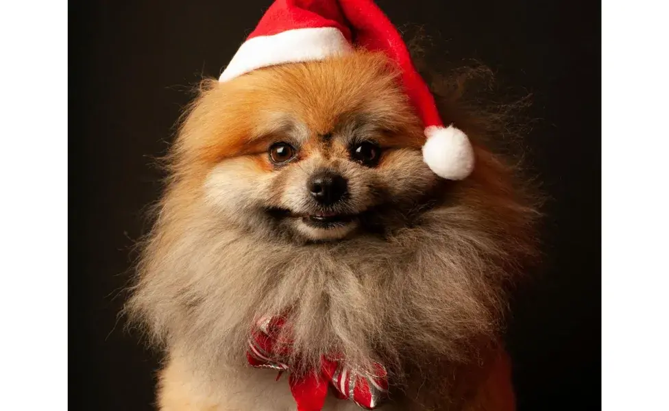 Puedes ponerle un gorro de navidad a tu perro.