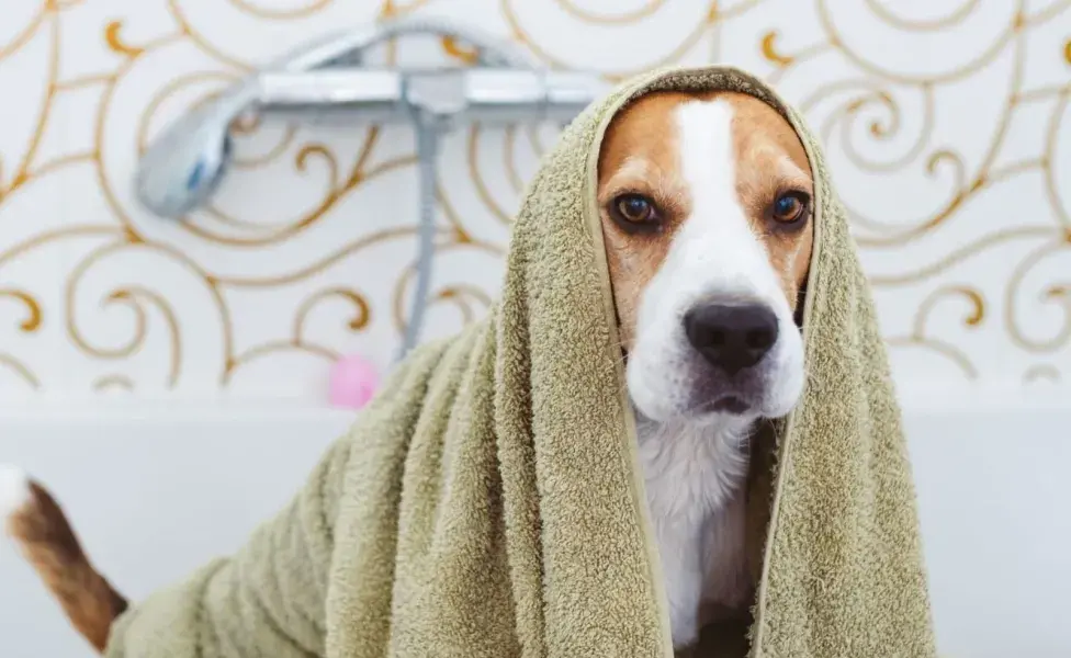 Evita pasear a tu perro cerca de charcos o áreas con agua estancada. Foto: Envato/IciakPhotos