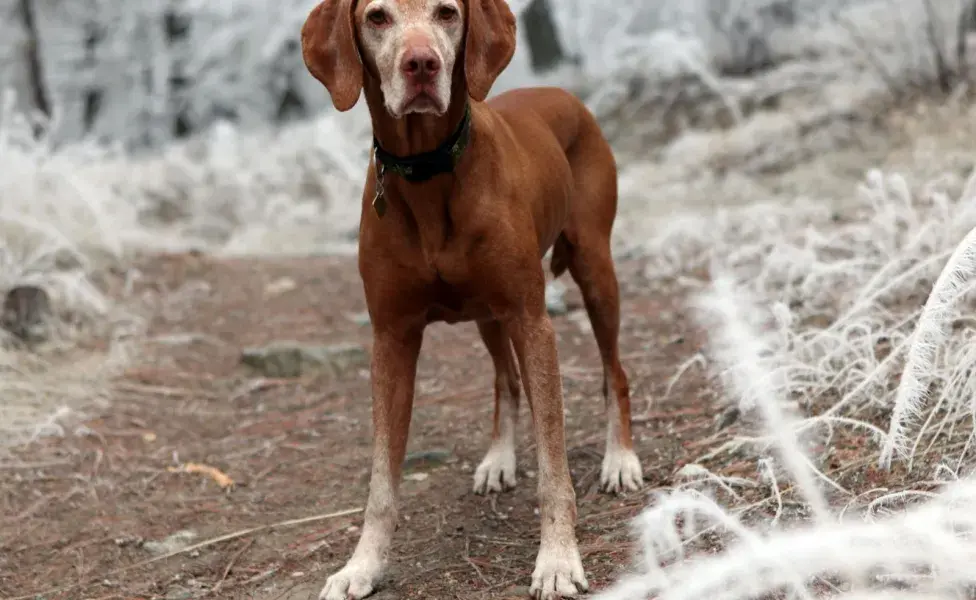 Si tu perro luce perdido, puede ser demencia senil. 