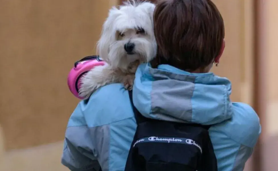 aplicar regraAsí puedes alistar la mochila de vida para tus mascotas en un sismo perro-sismo