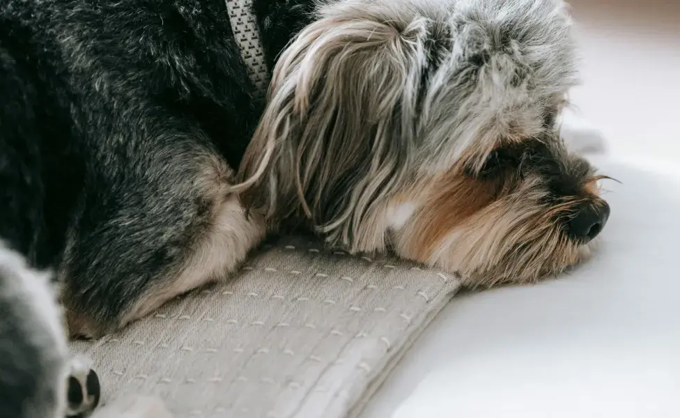 Los perros ven el comer como un acto social, cuando están solos, no lo quieren hacer.