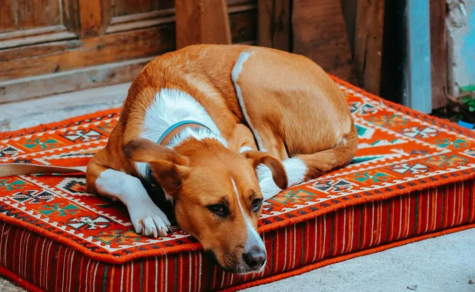 Hay perros que desarrollan ansiedad por separación y soledad.