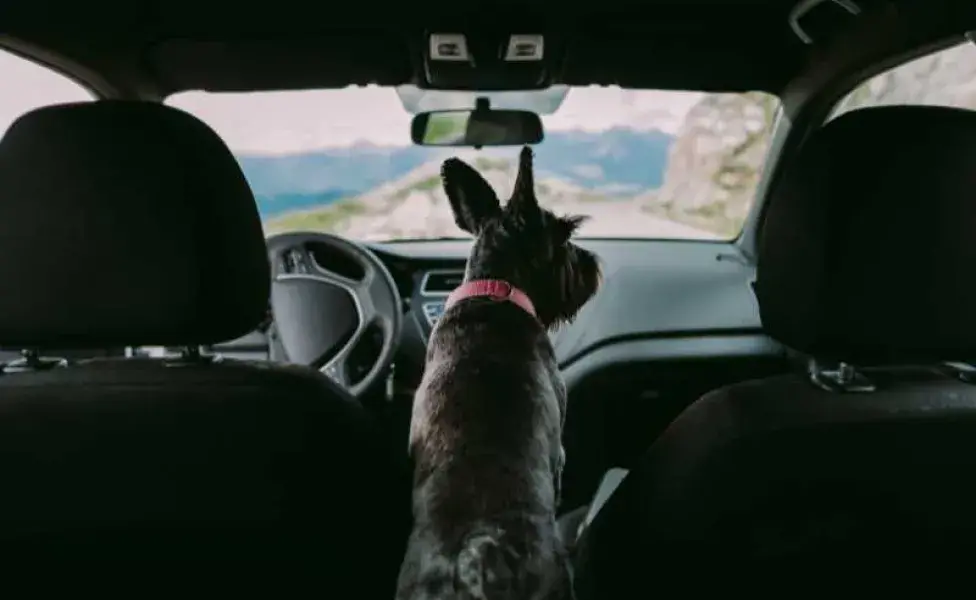 perro solo en el coche. Foto: Envato/r avanti_photo