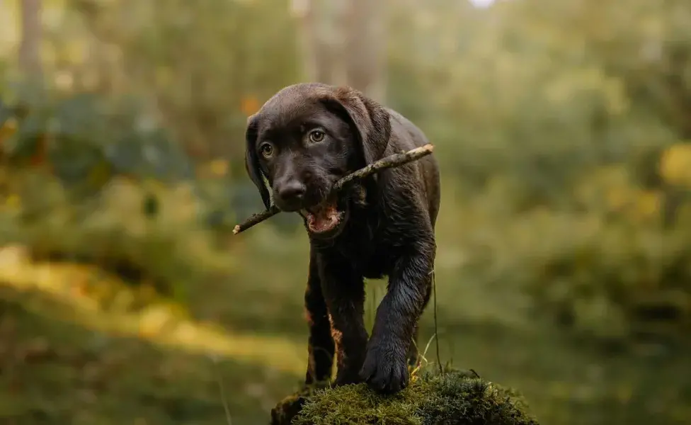 Debes hablarle despacio y bajo a un perro con miedo.