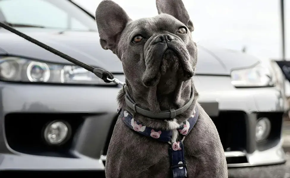 Tras el baño, seca bien las orejas de tu perro para evitar bacterias.