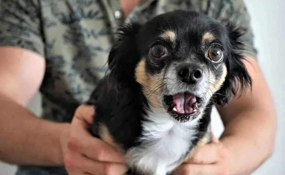 Los perros también tienen un sentido del olfato extremadamente desarrollado