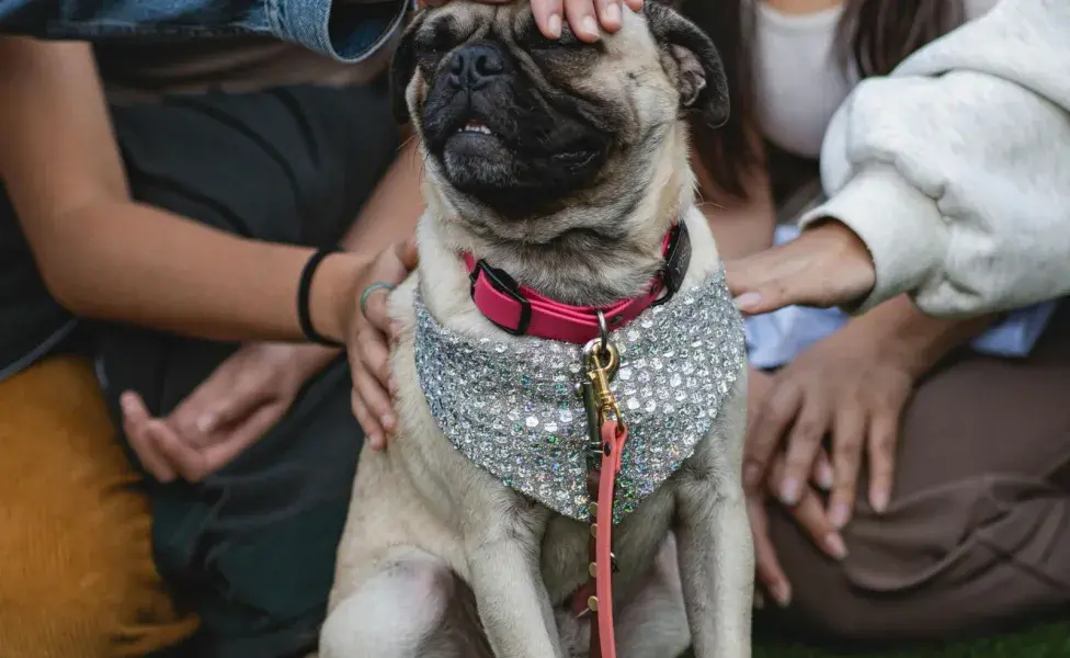 Los perros de raza pequeña sufren más el frío.