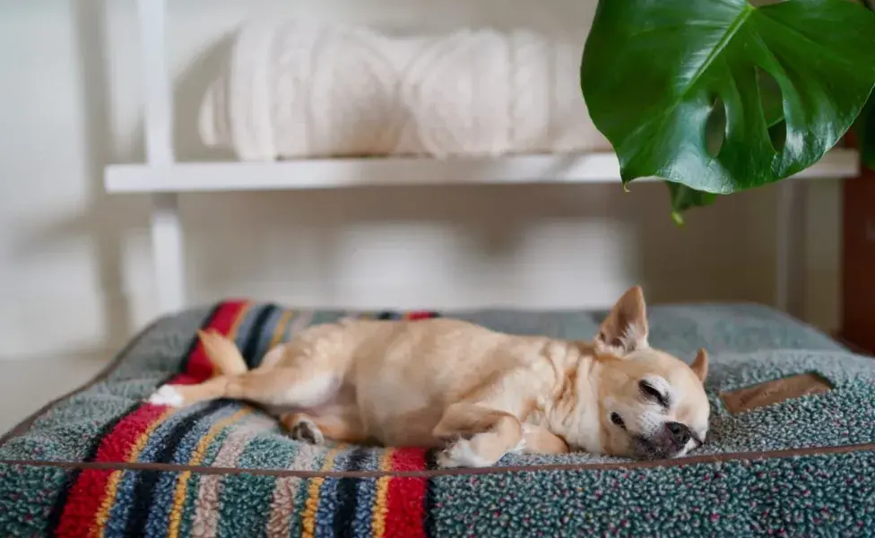 Un perro que ha tenido experiencias traumáticas podría revivir esos momentos en forma de pesadillas.