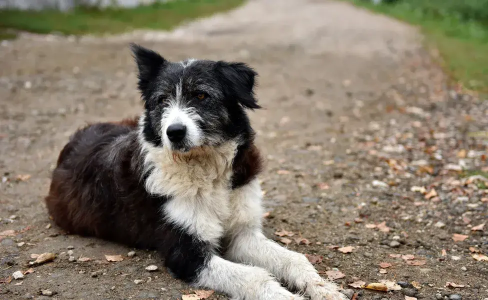 Si notas que tu perro mete su cola entre las patas, lo primero es identificar la causa.