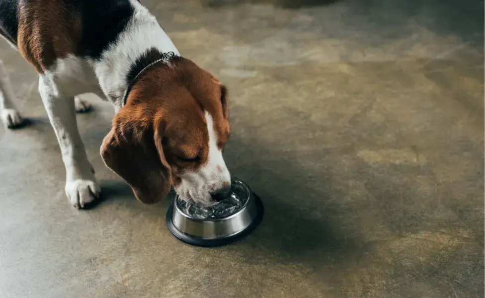 En climas cálidos o durante el verano, los perros necesitan más agua para mantenerse frescos