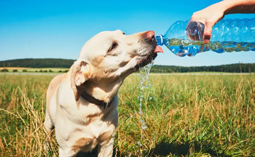 es importante prestar atención si el perro desarrolla hipo de forma recurrente sin una causa aparente