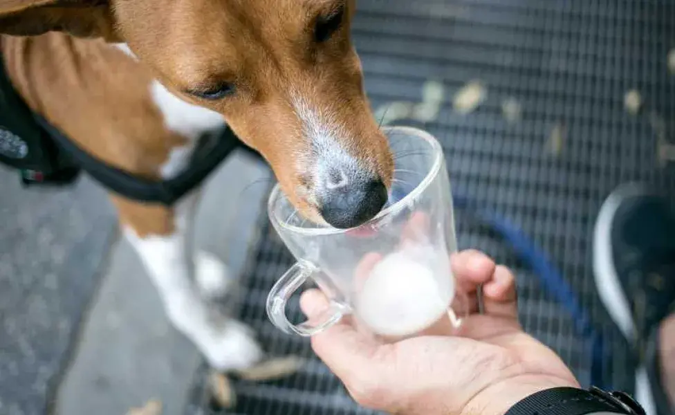 perro tomando leche d eun vaso. Foto: Envato/bublikhaus