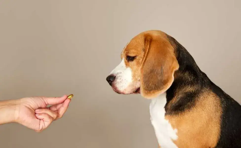 perro tomando su vitamina. Foto: Envato/viktelminova