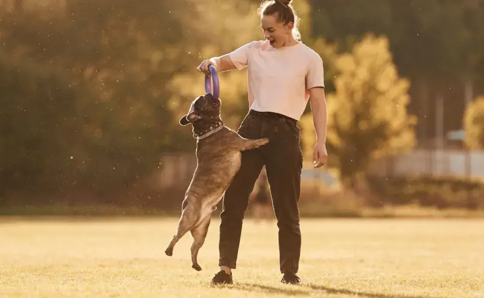 A partir de los seis meses y hasta los dos años, el perro entra en una etapa de adolescencia.