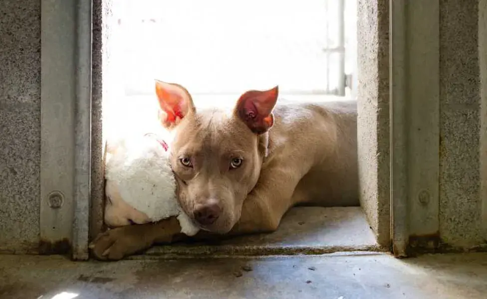 El miedo, el estrés por ruidos fuertes o situaciones desconocidas pueden llevar a que los perros lloren