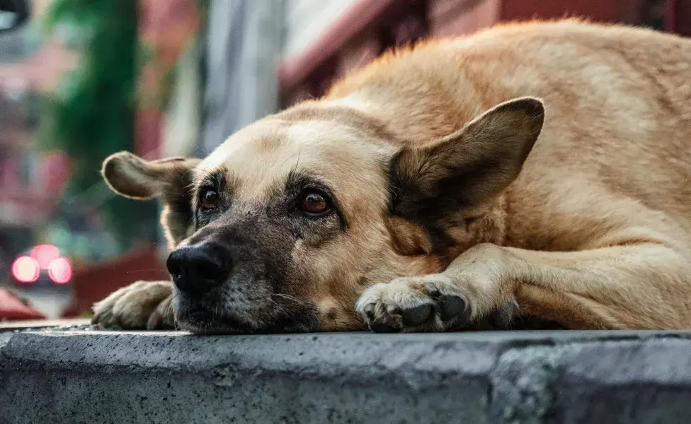 Aunque estos perros ya no tienen dueños, su origen se remonta a las mascotas que las familias dejaron atrás en 1986. 