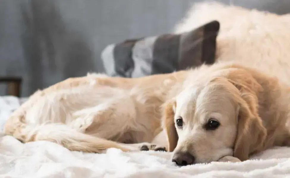 Es esencial proporcionar un ambiente saludable y seguro para las mascotas