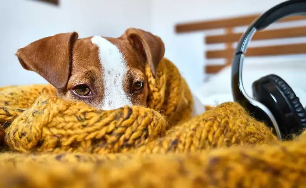 perro triste escuchando música. Foto: Envato/trimarchi_photo