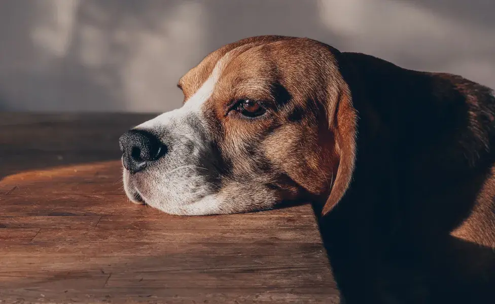 Si tu perro parece estar soñando de manera intensa, es mejor dejarlo dormir.