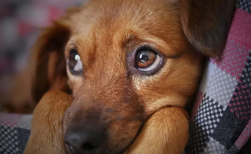 El estrés puede alterar significativamente la flora intestinal de los perros