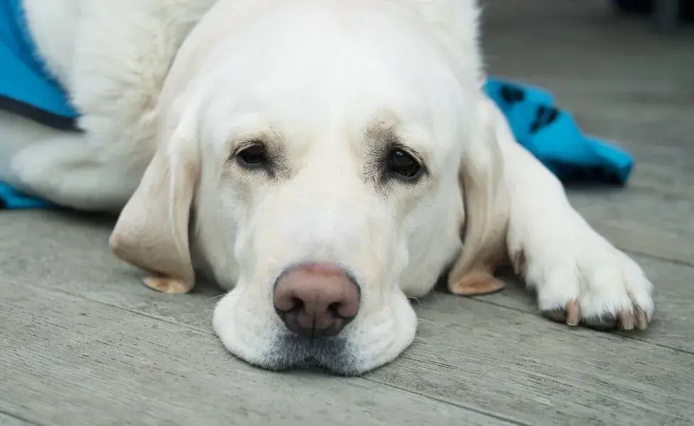 Examina a tu perro para identificar si tiene heridas visibles o si muestra sensibilidad en alguna parte de su cuerpo.