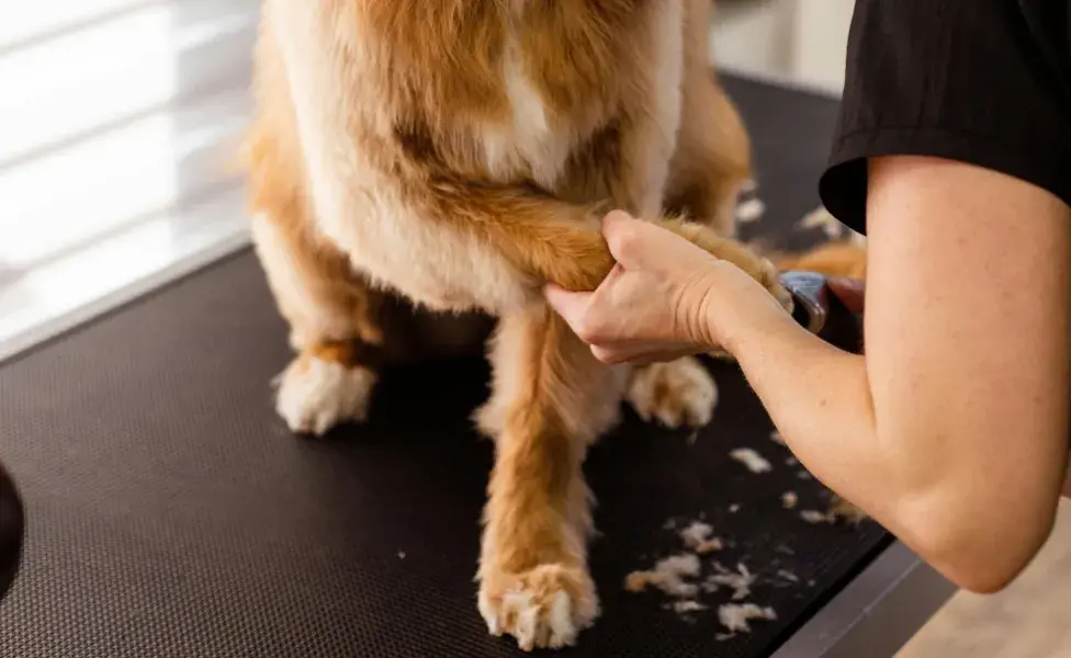 Debes acostumbrar a tu perro desde pequeño a cortarle las uñas.