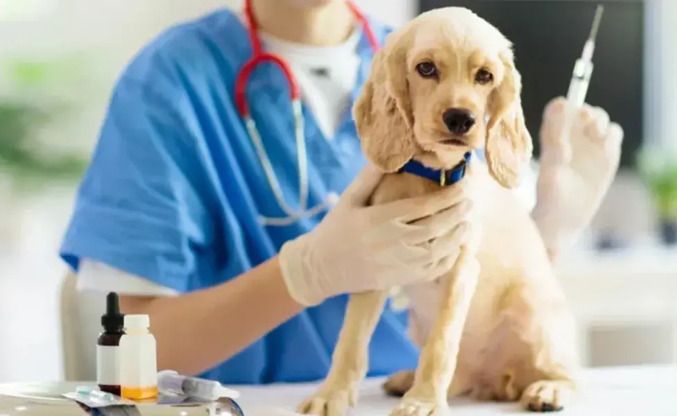 Cada perro es único, por lo que es importante que el esquema de vacunación sea adaptado a sus necesidades 