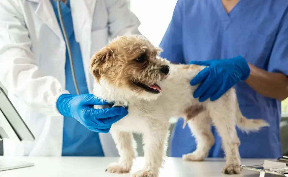 En algunos casos, el veterinario puede recetar medicamentos antiinflamatorios