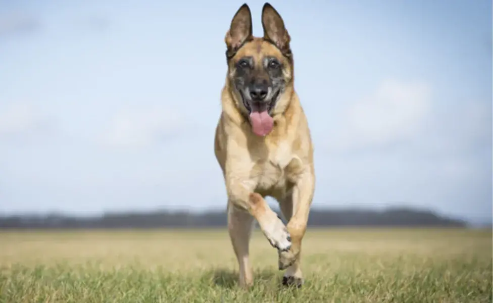 Un perro que se mantiene activo suele tener un sistema cardiovascular más fuerte