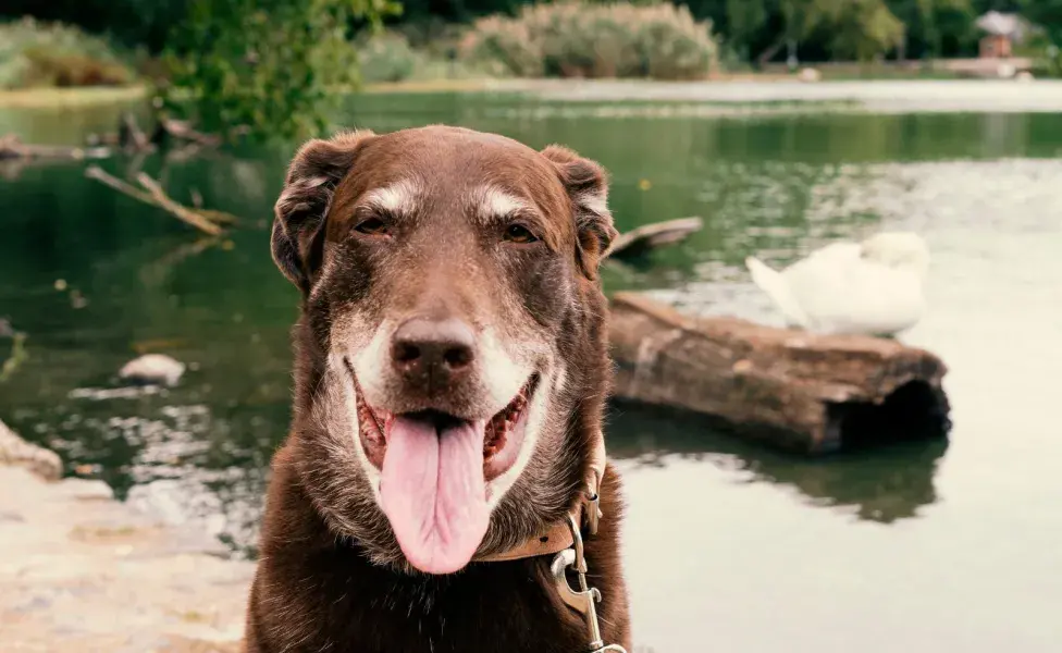 Cuando los perros llegan a los siete años o más, entran en la etapa de la vejez.