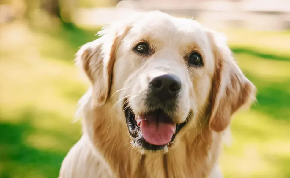 Entre los nombres de perro más comunes en México, "Max" y "Luna"