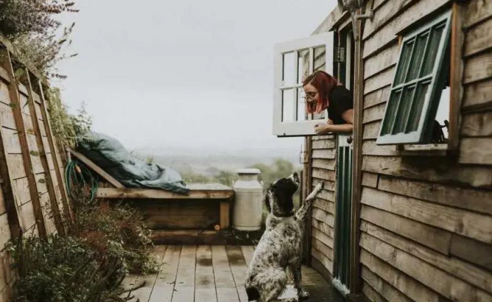 Perro viendo a su dueña en la ventana. Foto: Envato/Rawpixel