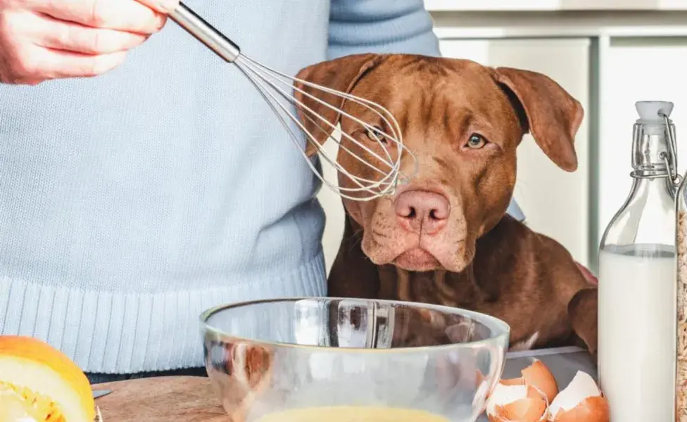 Varios componentes comunes en los antojitos mexicanos pueden ser peligrosos para los perros