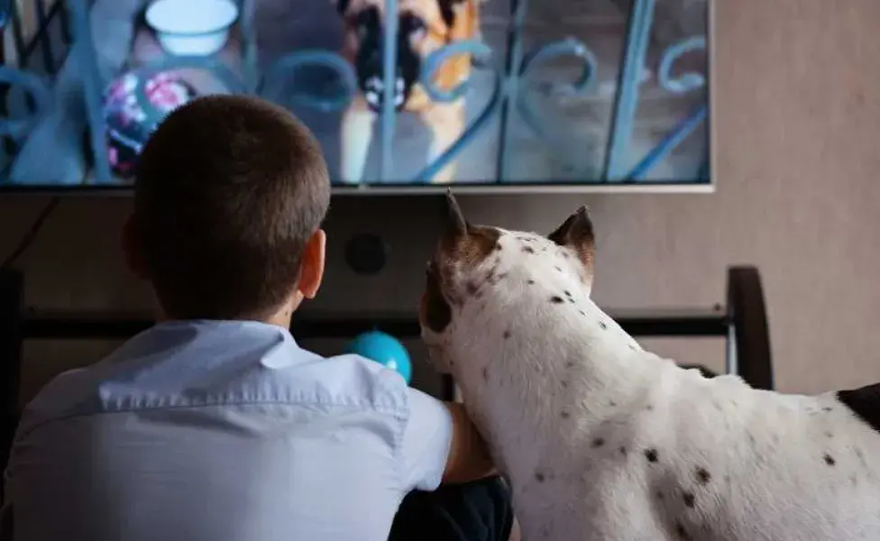 perro viendo la televisión con su dueño. Foto: Envato/tomson_kz