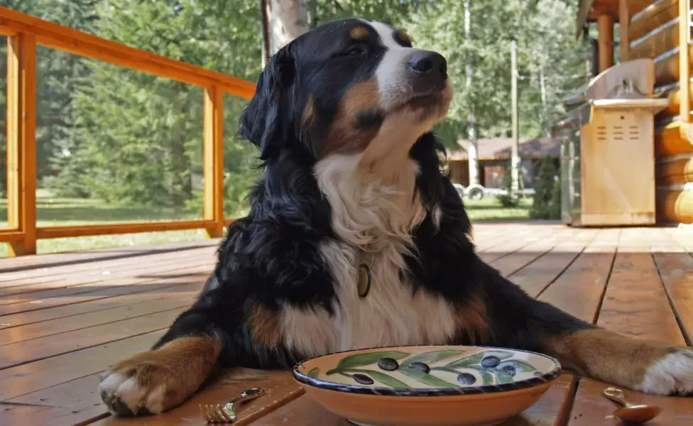 Si deseas incluir huevo en la dieta de tu perro, la mejor manera de hacerlo es cocinándolo bien antes de ofrecerlo