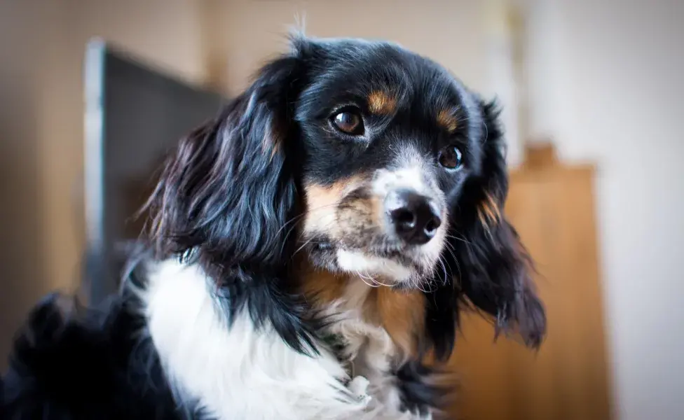 Los perros inclinan la cabeza dependiendo de la dirección del sonido