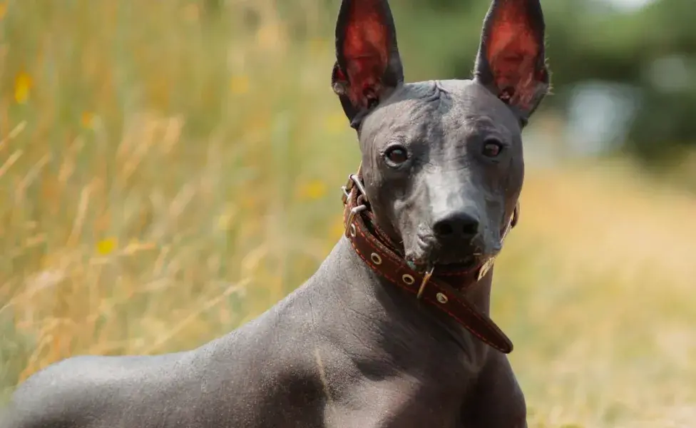 El Xoloitzcuintle es conocido por su ausencia de pelo