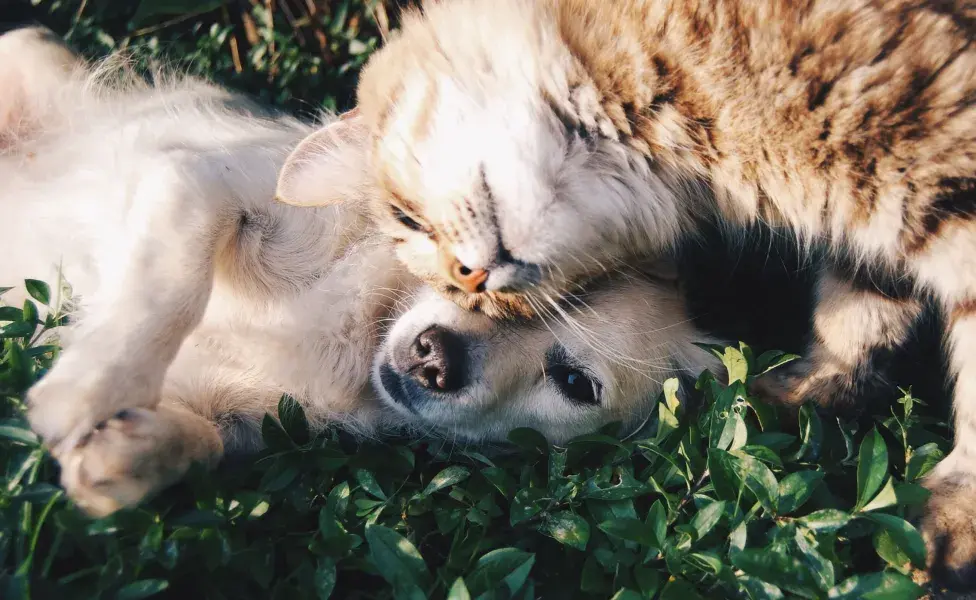 El carácter de las mascotas también puede variar según la cantidad y el tipo de alimento que consumen. 