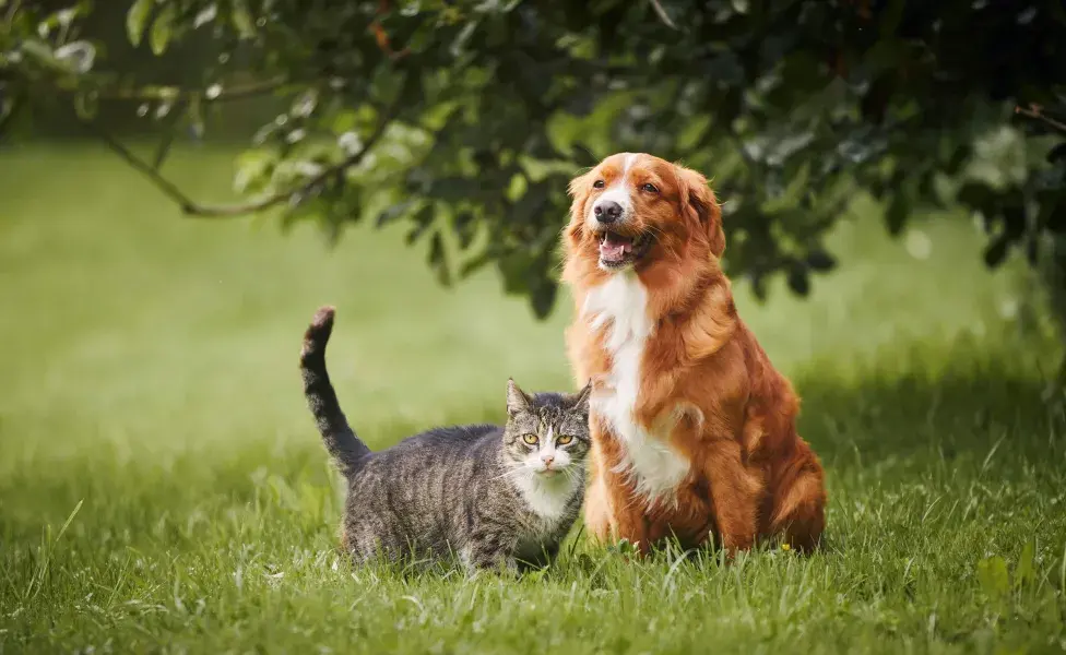 busca generar conciencia sobre la importancia de la esterilización en la reducción de la sobrepoblación de perros y gatos.