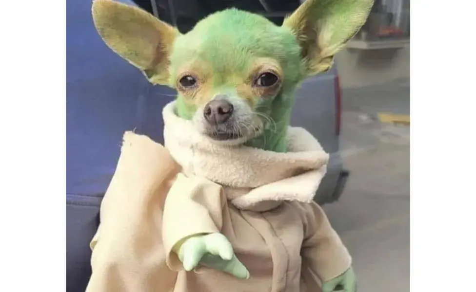 Perro disfrazado de Yoda