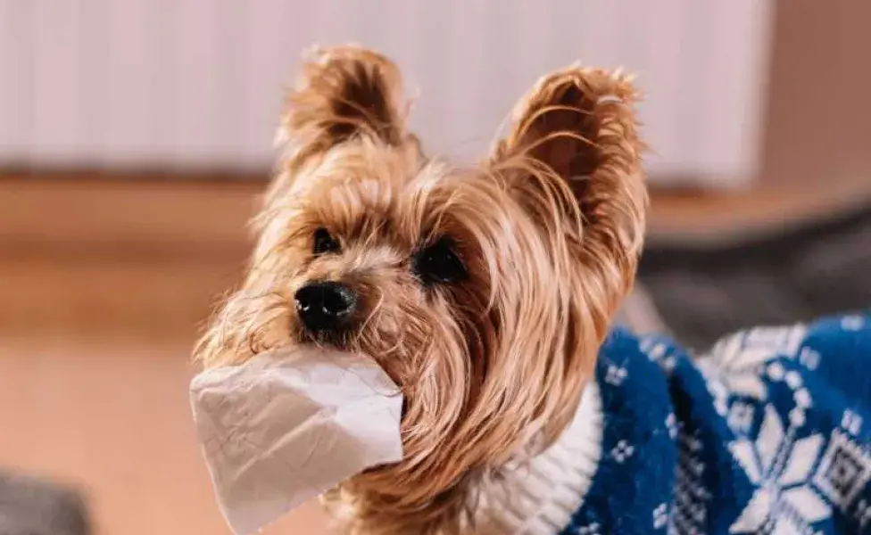 perro yorki comiendo papel. Foto: Envato/wirestock