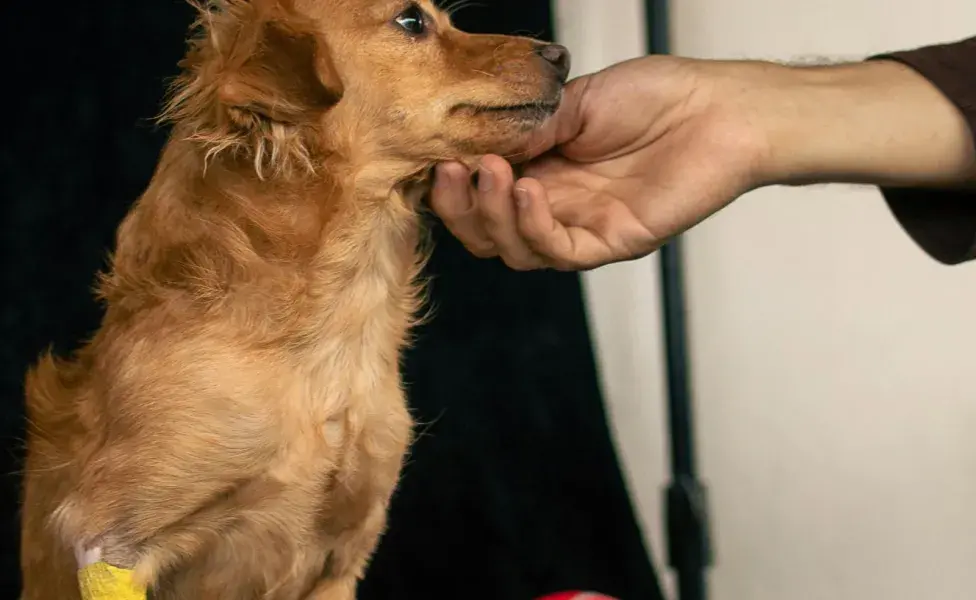 Los perros liberan endorfinas cuando los acaricias.