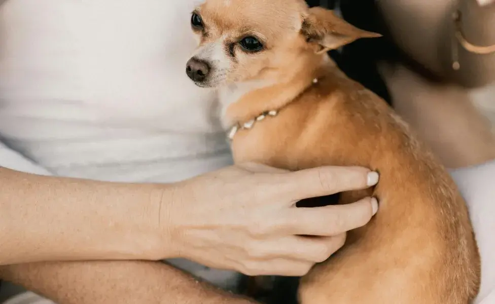 Acariciar a tu perro le ayuda a reducir los niveles de cortisol.