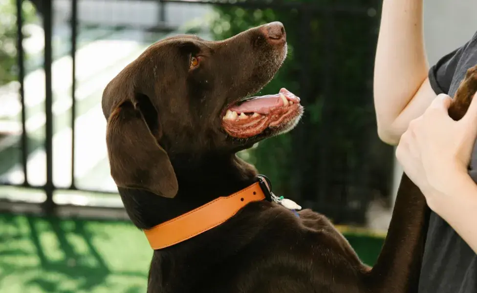 Un collar muy apretado puede ocasionarle a tu perro problemas de salud.