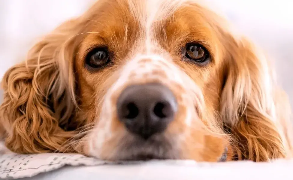 La artritis es muy común en los perros ancianos.