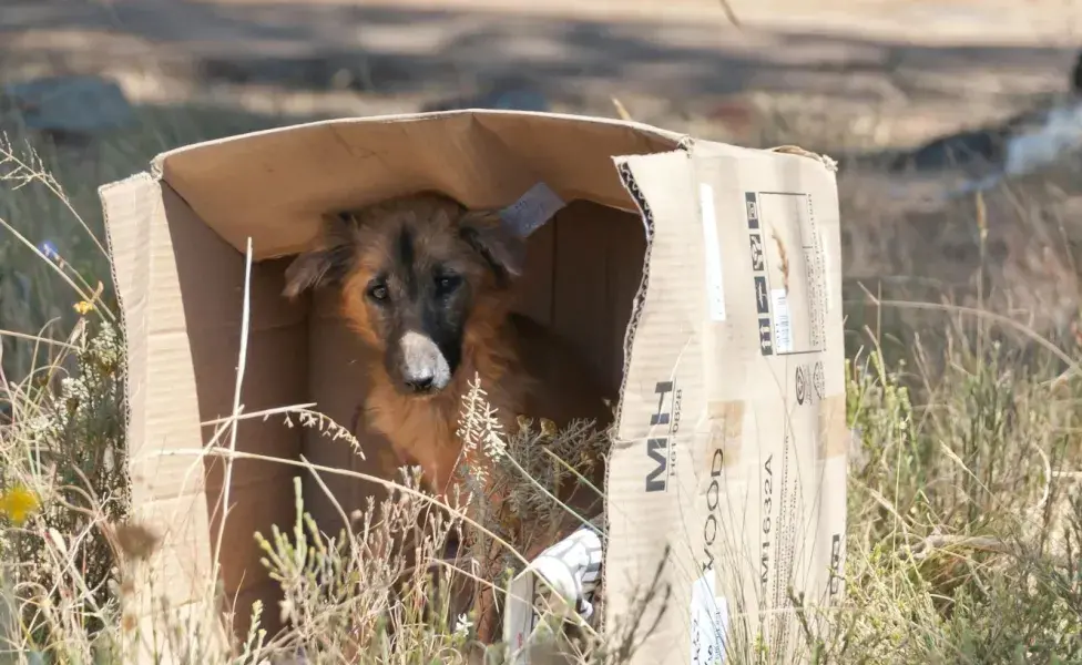 Los perros en la calle pueden ser agresivos, acércate con cuidado.