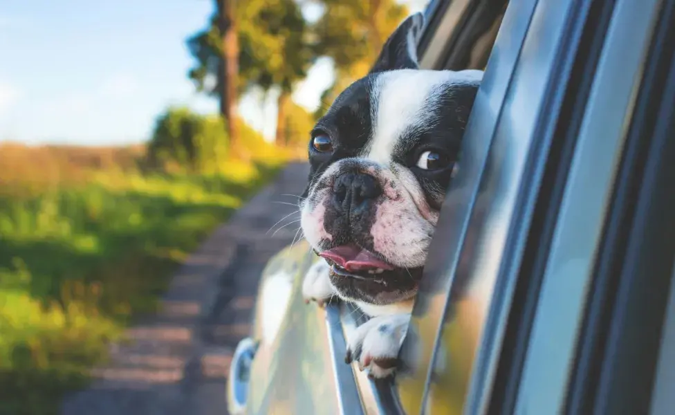 Consulta un veterinario para que tu perro no vomite en el coche.