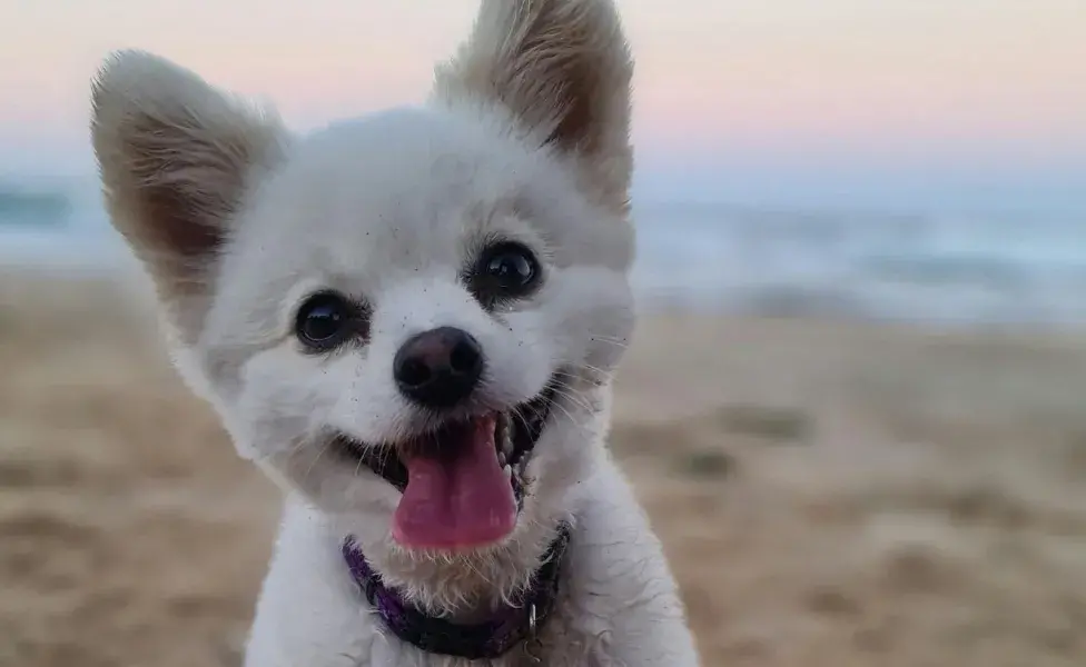 Los perros babean por estrés o ansiedad.